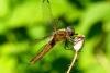 Libellula fulva